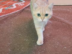 -大型宠物商超·宠海王国·宠物猫狗活体·用品·美容(新世界百货重庆店)