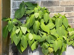 -三忘湖 SWANSEEN(柳荫公园店)