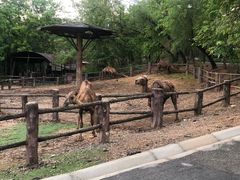 -清迈夜间动物园