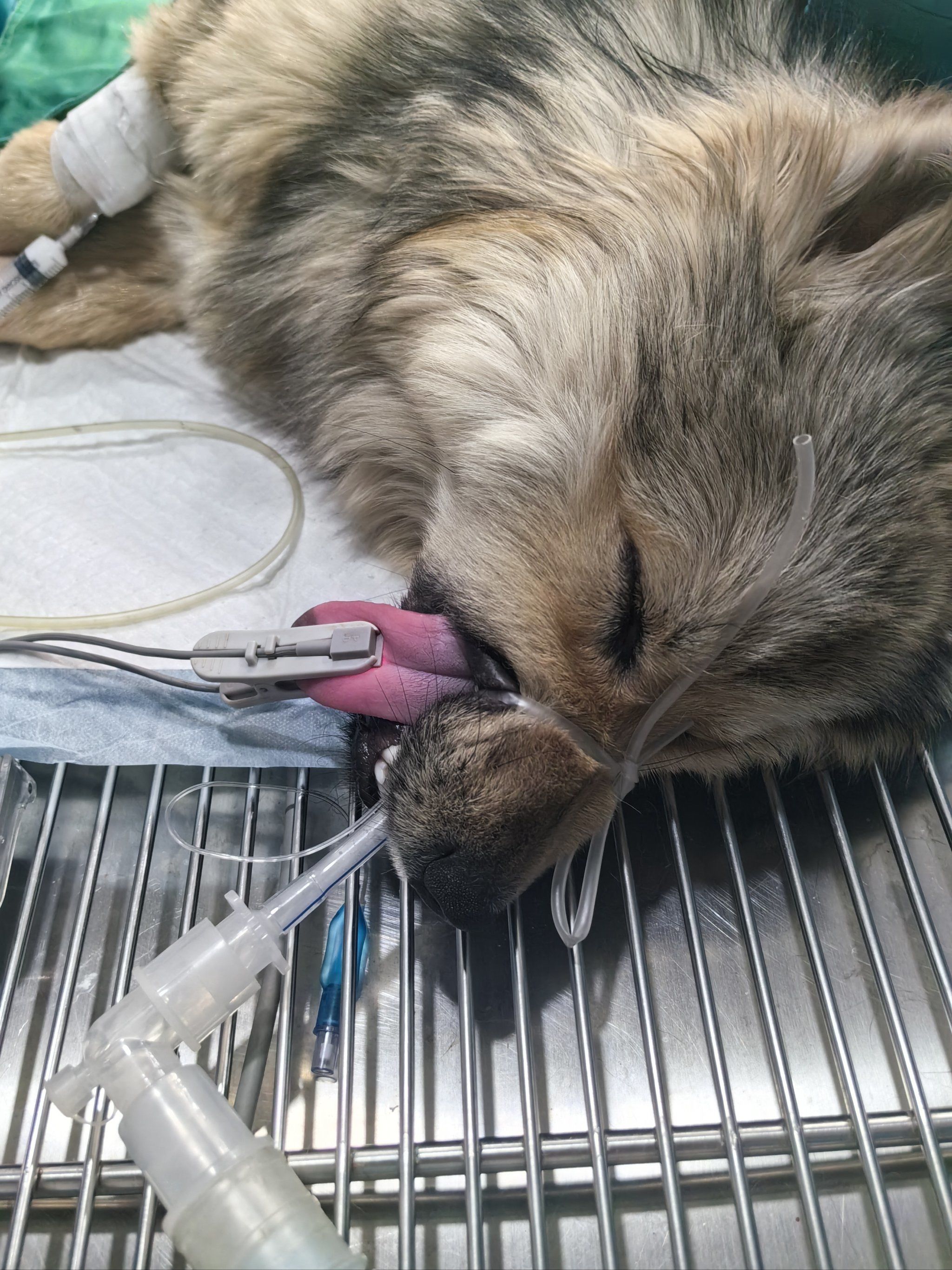 绝育的狗狗都需要绑嘴吗