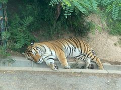 -大连森林动物园