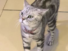 -平行世界·猫咖(首经贸店)