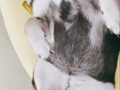 -逗柴咖啡屋·狗咖猫咖宠物桌游