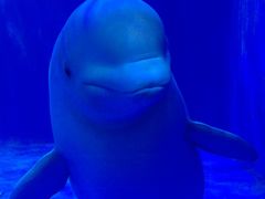 -多彩贵州城极地海洋世界