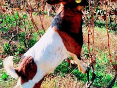 -安德鲁户外烧烤帐篷营地(马泉营店)