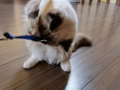 -瑞派福兴宠物医院犬猫全科·骨科·中西医结合(河东店)