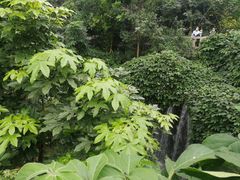 -南山植物园
