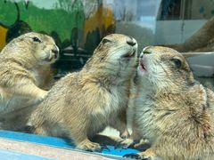 -大连森林动物园