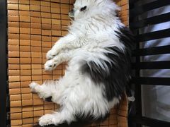 -彩虹桥宠物火化殡葬善终服务(金乐大厦店)