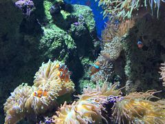 -新加坡海洋生态馆
