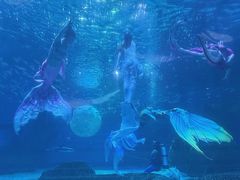 -海合安成都极地海洋公园
