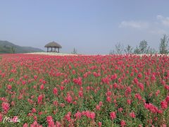-径山花海