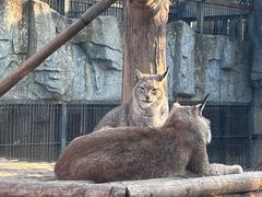 -石家庄市动物园