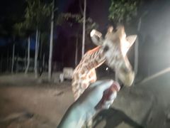 -清迈夜间动物园