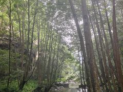 -牛背梁国家森林公园