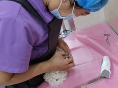 -北京观赏动物医院·24小时大型综合·猫专科·异宠专科