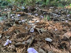 -重庆雨台山风景区