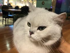 -猫小院猫主题餐厅(三里屯店)