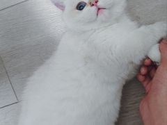 -喵zoo家庭繁育猫舍(尖东智能花园店)