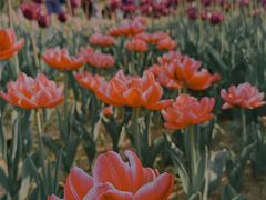-香蜜公园