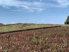 -苏州湾体育公园