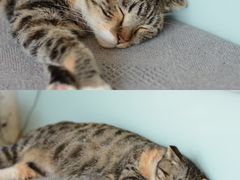 -平行世界·猫咖(首经贸店)
