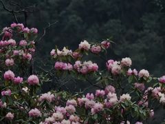 -贵州百里杜鹃风景名胜区