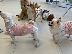 -怪兽屋·羊驼·猫咖·狗咖(俊华广场店)