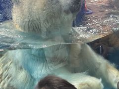 -海合安武汉极地海洋公园