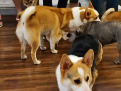 -柯斗斗主题餐厅·狗咖·围炉煮茶·茶饮(国瑞升平里店)