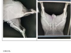 -佳雯宠物医院·皮肤科·内外科(春晓路分院)