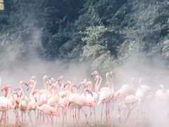 -广州长隆飞鸟乐园
