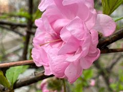 -群力丁香公园