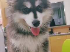 -爱侣宠医·鹦鹉专科·小型哺乳类·异宠专科(灵石路店)