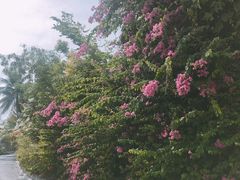 -苏米龙岛