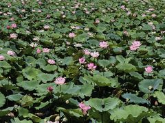 -荔湾湖公园