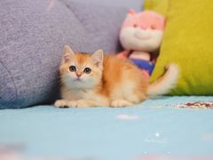 -Bastet sally猫舍购宠(静安店)