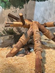 -Zoolung Zoolung动物主题公园(海信广场店)