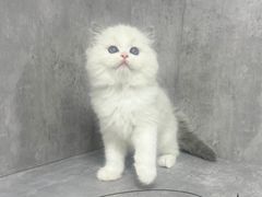 -小猫来了·猫舍(红山六九七九店)