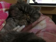 -达爱动物医院·犬猫分区·CT·复杂眼科(远洋山水分院)