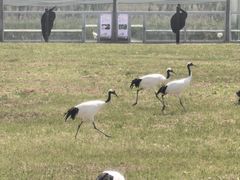 -盐城丹顶鹤湿地生态旅游区
