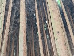 -武陵山森林公园