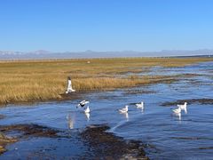 -青海湖国家重点风景名胜区