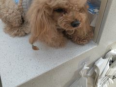 -凯瑞希宠物医院·狂犬免疫·微创·皮肤科