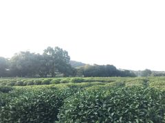 -中国茶叶博物馆(双峰馆区)