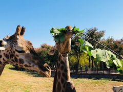 -济南野生动物世界