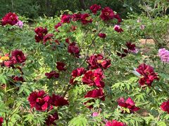 -洛阳市隋唐城遗址植物园