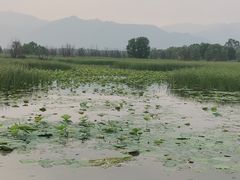 -野鸭湖国家湿地公园