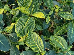 -北京植物园-展览温室