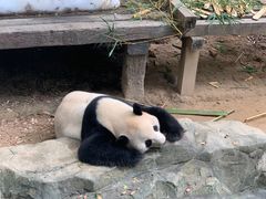 -广州长隆野生动物世界